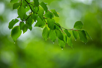 雨上がりの瑞々しい若葉4