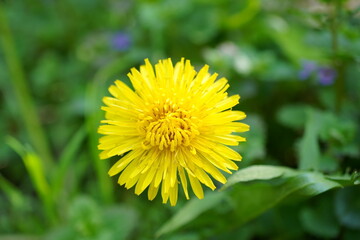 Yellow blooming dandelion in close-up. Natural background.