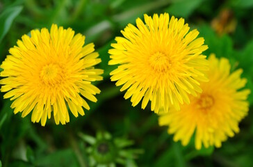 Yellow blooming dandelion in close-up. Natural background.