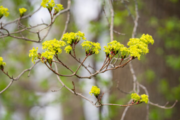  Blossoming maple tree twig. Flowering Norway maple (Acer platanoides), branch with blossoms. Spring time floral background. Shallow depth of field.