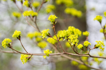  Blossoming maple tree twig. Flowering Norway maple (Acer platanoides), branch with blossoms. Spring time floral background. Shallow depth of field.