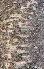 Closeup texture of natural cherry tree bark background. Rough surface of trunk. 