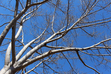 Tree branches of magnolia with buds against the blue sky. Leafless magnolia tree in early spring background. 