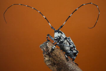 A striking black and white long-horned beetle with exceptionally long, curved antennae perches on a twig against an orange backdrop, 21 April 2025 Indonesia