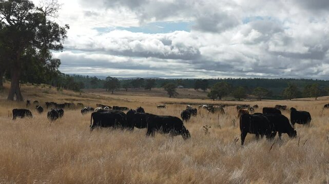 livestock in a meadow, sustainable carbon neutral farming being practiced. regenerative raised cows in a field. agricultural technology innovation.	
