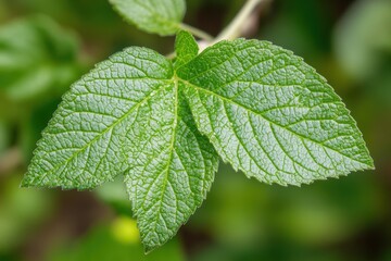 Close-up of vibrant green leaves.  Healthy foliage on a branch. Detailed leaf structure with prominent veins. Fresh, lush plant life