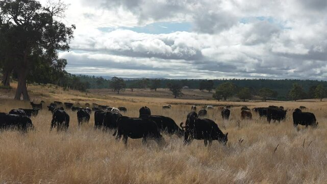 livestock in a meadow, sustainable carbon neutral farming being practiced. regenerative raised cows in a field. agricultural technology innovation.	
