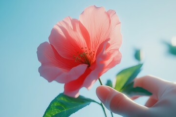 Delicate touch, A pink flower held against the azure sky, ethereal beauty