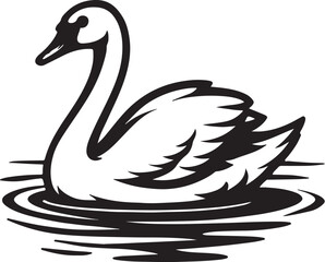 black swan isolated on white background