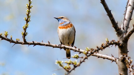 red backed shrike