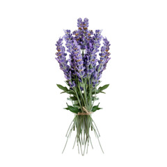Fototapeta premium Isolated transparent PNG die-cut. Purple Lavender Bouquet on White Background
