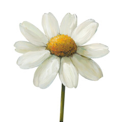 Obraz premium Isolated transparent PNG die-cut. White Daisy Flower with Yellow Center on Transparent Background