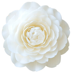 Isolated transparent PNG die-cut. White Camellia Flower on Black Background