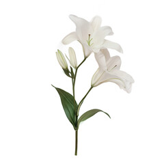 Obraz premium Isolated transparent PNG die-cut. White Lily Flower Closeup with Green Leaves on Transparent Background