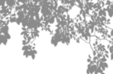 Natural leaf shadow effects isolated on transparent background. Blurred tree branch shadow. Plant leaves shade. Spring decoration, Mockup, template for product display, Summer design elements, PNG