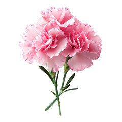 pink carnation flowers isolated on transparent background..