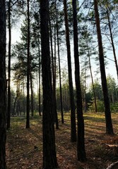 Sunlight filters through tall pines casting gentle shadows on the forest floor. A tranquil atmosphere invites deep breaths and quiet reflection in this untouched woodland