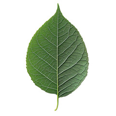 Obraz premium green leaf isolated on white