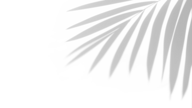 shadow overlay effects of realistic palm leaves shadow isolated on transparent background,shadow for product presentation interior backdrop design,Summer tropical coconut branch shade overla