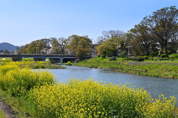 春の京都市賀茂川 北大路橋の長閑な風景