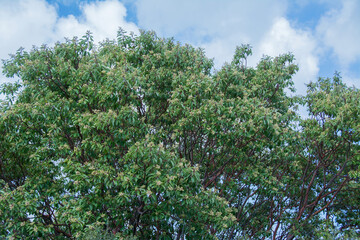 Fototapete bei efototapeten.de bestellen   