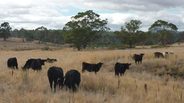 livestock in a meadow, sustainable carbon neutral farming being practiced. regenerative raised cows in a field. agricultural technology innovation.	
