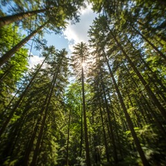 Fototapeta premium Sunlight breaks through the dense forest.