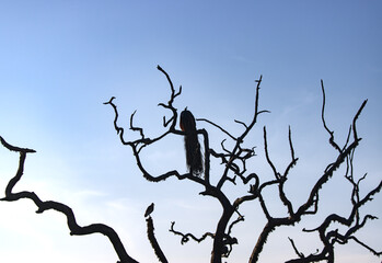 A bird is perched on a tree branch in the middle of a forest