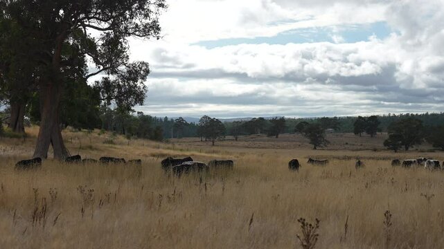 livestock in a meadow, sustainable carbon neutral farming being practiced. regenerative raised cows in a field. agricultural technology innovation.	
