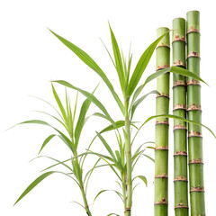 Obraz premium Fresh Sugarcane Stalks and Leaves on Transparent Background