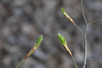 Beech leaf in early spring that comes out of a bud and grows on a branch