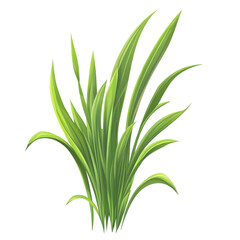 Obraz premium Lush green grass blades nature illustration vibrant foliage plant leaves greenery