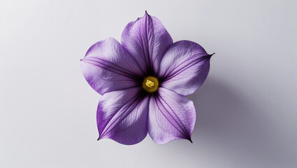 Obraz premium Detailed Purple Petunia Flower Center On White Background Studio Shot