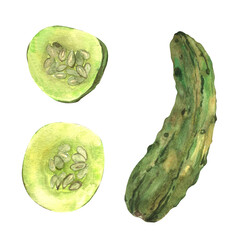 Green cucumber. Sliced and whole cucumber. Round sliced cucumber pieces. Fresh, pickled cucumber. Watercolor isolated illustration hand drawn. For printing on menus, delivery, restaurants, social