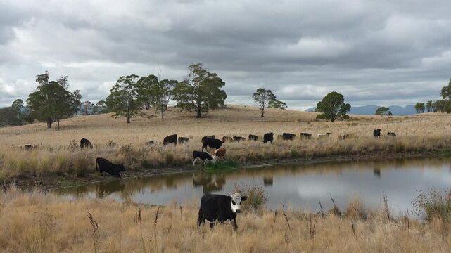 livestock in a meadow, sustainable carbon neutral farming being practiced. regenerative raised cows in a field. agricultural technology innovation.	
