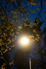 A glowing streetlamp lights up yellow blossoms on overhanging branches, framed by tall tree silhouettes against a deep blue evening sky.