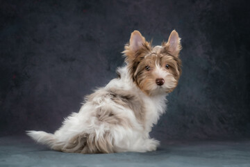 A beautiful Biewer puppy, a Yorkshire terrier. Gray background, studio shooting