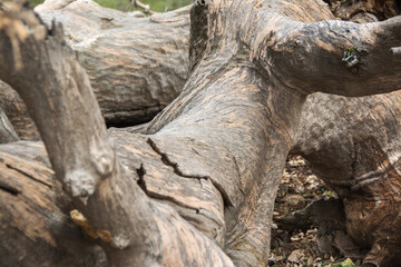 Fallen old tree, close up. 