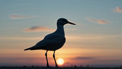 Silhouette of a bird standing against a bright sunset. The background sky is gradient, and the bird is facing right.