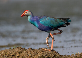 The Purple Swamp Hen is a strikingly colorful waterbird found in wetlands across parts of Europe, Africa, Asia, and Australasia. It has vivid purplish-blue plumage, a bright red bill.