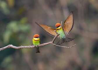 The Chestnut-headed Bee-eater is a strikingly colorful bird found across the Asia. Recognizable by its rich chestnut-colored head, bright green body, and golden-yellow throat.