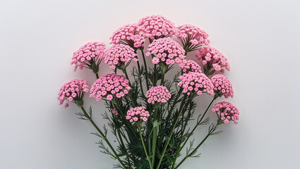 Fototapeta premium Pink Verbena Flowers Isolated On White Background Blooming Floral Arrangement