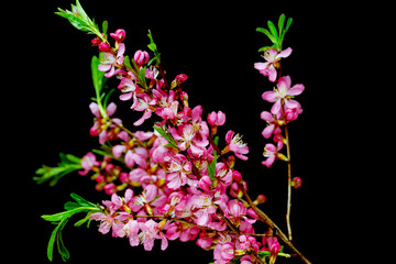 almond branch isolated