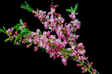 almond branch isolated