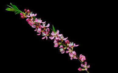 almond branch isolated