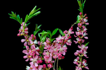 almond branch isolated
