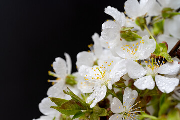 beautiful cherry blossoms close up