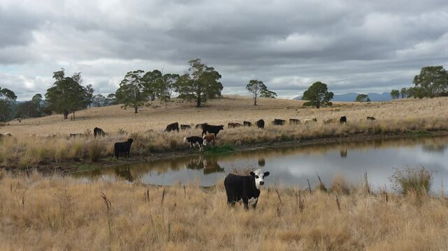 livestock in a meadow, sustainable carbon neutral farming being practiced. regenerative raised cows in a field. agricultural technology innovation.	
