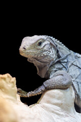 Iguana on Rock with Isolated Black Background, posing
