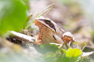 Macro Shot of a Brown Frog in Natural Habitat